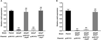 A Regulatory Network Controls cabABC Expression Leading to Biofilm and Rugose Colony Development in Vibrio vulnificus